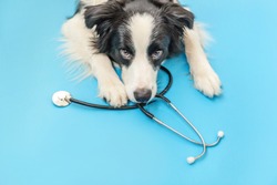 Puppy dog border collie and stethoscope isolated on blue background. Little dog on reception at veterinary doctor in vet clinic. Pet health care and animals concept.