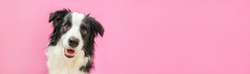 Funny studio portrait of cute smiling puppy dog border collie isolated on pink background. New lovely member of family little dog gazing and waiting for reward. Pet care and animals concept. Banner