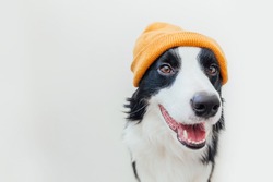 Funny studio portrait of cute smiling puppy dog border collie wearing warm knitted clothes yellow hat isolated on white background. Winter or autumn portrait of new lovely member of family little dog