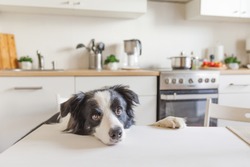 Hungry border collie dog sitting on table in modern kitchen looking with puppy eyes funny face waiting meal. Funny dog looking sad gazing and waiting breakfast at home indoors. Pet care animal life
