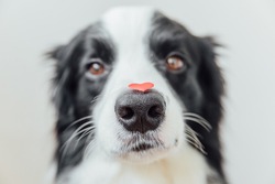 St. Valentine's Day concept. Funny portrait cute puppy dog border collie holding red heart on nose on white background. Lovely dog in love on valentines day gives gift