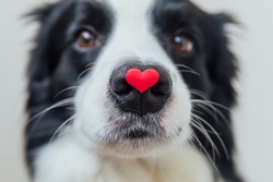 St. Valentine's Day concept. Funny portrait cute puppy dog border collie holding red heart on nose isolated on white background, clise up. Lovely dog in love on valentines day gives gift