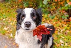 Funny puppy dog border collie with orange maple fall leaf in mouth sitting on park background outdoor. Dog sniffing autumn leaves on walk. Hello Autumn cold weather concept