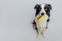 Cute puppy dog border collie holding gold bank credit card in mouth isolated on white background. Little dog with puppy eyes funny face waiting online sale. Shopping investment banking finance concept