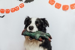 Trick or Treat concept. Funny puppy dog border collie holding scary and spooky zombie hand in mouth on white background with halloween garland decorations. Preparation for Halloween party
