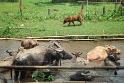 Herd of buffaloes soak in the water and have guard dogs.