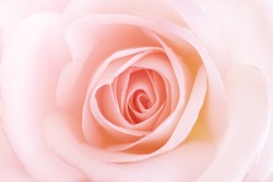 Pink Rose texture,sweet color roses in soft color for flora background