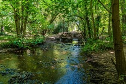 A view down a brook in Grace Dieu Wood in Leicestershire, UK in summertime