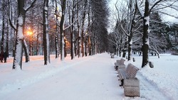 Close-up of people walking in beautiful winter park between trees in evening. Concept. Winter urban landscape