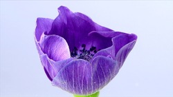 Beautiful lilac anemone flower blooming isolated on a white background. Stock footage. Close up of anemone blossoming flower bud.