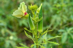 Close up of  fresh Bhindi, Lady Fingers,Okra green vegetable Abelmoschus Esculentus  with flowers  growing in the farm against green background in selective focus from Kutch ,Gujarat ,India ,Asia 