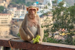 Portrait of brown Indian female monkey  with staring look sitting on the bridge, holding green seedless grapes against temple background,
Omkareshwar, Madhya Pradesh, India.