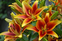 Perfect orange and yellow lilies in bloom