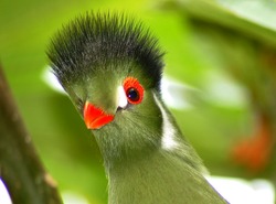 Green crested turaco bird close up