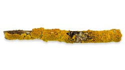 Lichen on a tree branch. An isolated detail of a branch of a tree and yellow lichen. Dry tree branch and yellow lichen are isolated on white background.