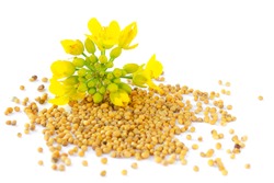 Mustard plant with yellow flowers and seeds. Sinapis plant yellow blossom. Mustard seeds and fresh mustard flowers isolated on white background. Rapeseed flower and canola isolated on white.