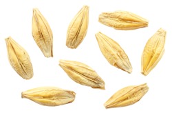 Barley seeds are isolated on white, top view, macro. Barley seeds isolated on a white background. Grains of barley malt on a white background. Set of barley grains isolated on white background.