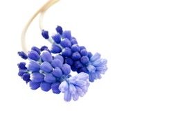 Two grape hyacinth flowers isolated on white background, copy space. Blue muscari flowers isolated on white background, copy space. Blue grape hyacinths isolated on white background.
