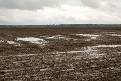 Field wet from the rain. Puddles in a sown field, damage, catastrophe from heavy rainfall. Wet agricultural field with puddles of water due to rain. Waterlogged field as a result of heavy rainfall.