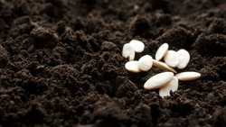 Cucumber seeds close-up on dark soil, background, copy space. Processed cucumber seeds on a background of fresh dark soil. The concept of aosowing and caring for vegetable plants in agriculture.