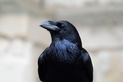 Close up portrait of a common raven (corvus corax)