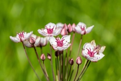 Close up of grass rush (butomus umbellatus) flowers in bloom