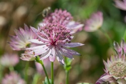 Close up of pink astrantia major flowers in bloom