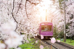 View of Kyoto local train traveling on rail tracks with flourishing cherry blossoms along the railway in Kyoto, Japan. Landscape and nature travel, or transport for sightseeing concept