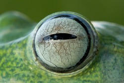 Tree frog, Javan tree frog eyes, closeup