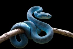 Blue viper snake on branch, viper snake, blue insularis, Trimeresurus Insularis