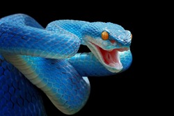Blue viper snake closeup face, Blue viper snake on branch, viper snake, blue insularis, Trimeresurus Insularis, Indonesian viper snake