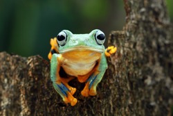 Beautiful javan tree frog on wood, flying frog on green leaves, animal closeup