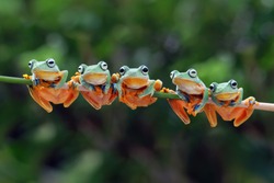 Beautiful javan tree frog sitting on branch, flying frog lined up on the bridge
