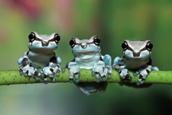 Three tiny amazon milk frog on branch, Panda Bear Tree Frog