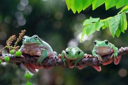 Australian white tree frog on leaves, dumpy frog on branch, animal closeup, amphibian closeup