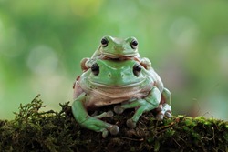 Australian white tree frog on leaves, dumpy frog on branch, animal closeup, amphibian closeup, a small frog climbed on his mother's back