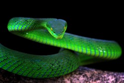 Green albolaris snake front view with black background, animal closeup