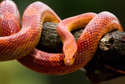 Red corn snake on branch, closeup snake, closeup snake