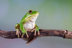 White lipped tree frog on branch, tree frog on green leaves, animal closeup