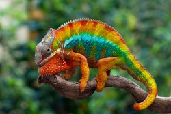Beautiful of chameleon panther, chameleon panther on branch, chameleon panther closeup