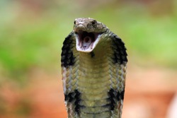 Closeup head of king cobra snake, king cobra closeup face, reptile closeup