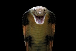 Closeup head of king cobra snake, king cobra closeup face, reptile closeup with black background