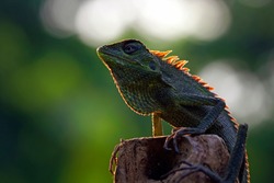 Green lizard on branch, green lizard sunbathing on branch, green lizard  climb on wood, Jubata lizard