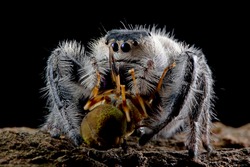 Jumping spider closeup face, jumping spider, the spider is eating insects, insect closeup