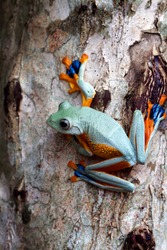 Beautiful Javan tree frog climbing on tree, Rhacophorus reinwardtii, Indonesian tree frog