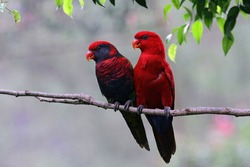 a pair of parrots on a twig looks romantic
