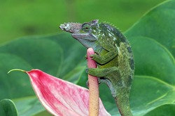 The fischer chameleon sits on a red bud, chameleon fischer walking on twigs, chameleon fischer closeup