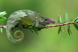 Chameleon fischer closeup on tree, chameleon fischer walking on twigs, chameleon fischer closeup