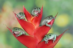 Australian white tree frog on red bud, five cute dumpy frog on red bud, animal closeup, amphibian closeup