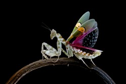 Beautiful The jewelled flower mantis defense position on black background, The jewelled flower mantis closeup